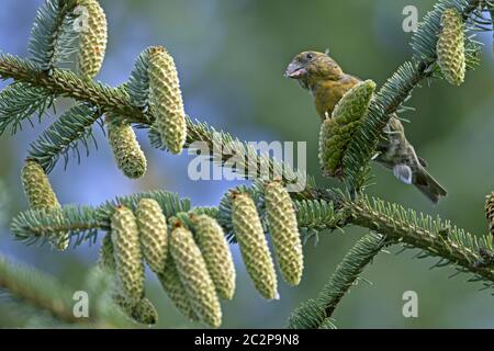 Gemeiner Kreuzschnabel auf einem Zweig mit Zapfen Stockfoto