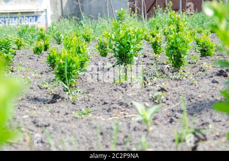 Immergrüner, runder, kugelförmiger Ilex crenata Convexa oder japanischer Holly-Strauch mit kleinen glänzenden Blättern auf dem Hintergrund eines Beet mit Nadelbäumen schleichenden Ju Stockfoto