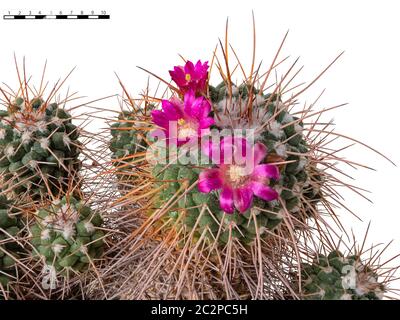 Kaktusblüten Mammillaria Compressa, dreißig Jahre alt, Eingeborenes in Mexiko. Isoliert Auf Weißem Hintergrund. Eine Zoll-Vergleichsskala Angezeigt Stockfoto