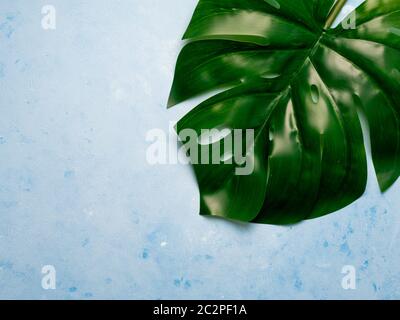 Monstera Blatt auf blauem Hintergrund Stockfoto