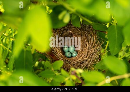 Mavis Vogelnest. Nest der Singdrossel, Turdus philomelos mit vier blauen gesprenkelten Eiern. Draufsicht, selektiver Fokus. Stockfoto