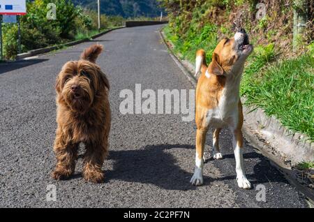 Zwei Hunde auf der Straße. Stockfoto