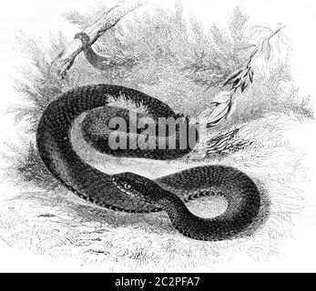 Viper gemeinsame schwarze Sorte, Jahrgang gravierte Illustration. Magasin Pittoresque 1844. Stockfoto