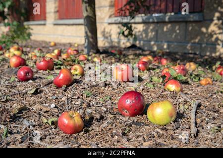 Faule Äpfel Hintergrund. Rote Äpfel fielen vom Baum auf dem Boden im Garten Stockfoto