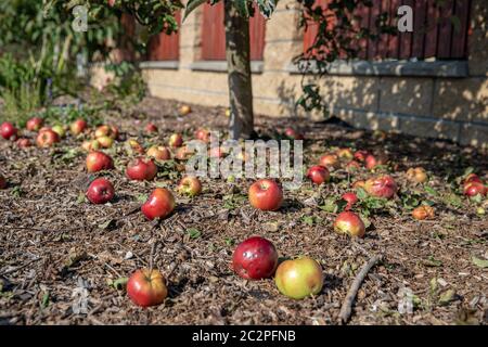 Faule Äpfel Hintergrund. Rote Äpfel fielen vom Baum auf dem Boden im Garten Stockfoto