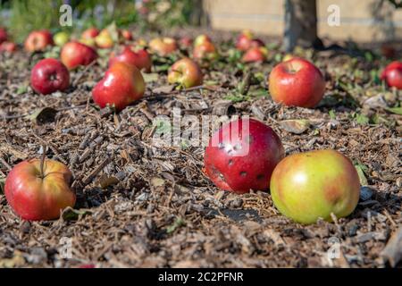 Faule Äpfel Hintergrund. Rote Äpfel fielen vom Baum auf dem Boden im Garten Stockfoto