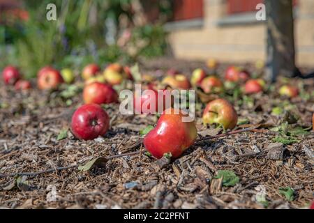 Faule Äpfel Hintergrund. Rote Äpfel fielen vom Baum auf dem Boden im Garten Stockfoto