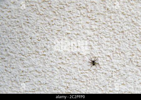 spinne auf Außenwand des Familienhauses Stockfoto