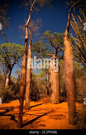 Landschaft mit Adansonia rubrostipa aka fony baobab Baum in Reniala Reserve, Toliara, Madagaskar Stockfoto