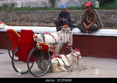 Cashmere Ziegenkarren in der Inneren Mongolei Autonome Region gezogen. China Stockfoto