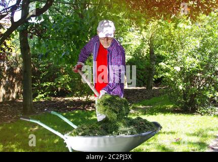 Der Gärtner wirft Heu mit Gabeln in die Hände. Frisch geschnittenes grünes Gras. Gartengeräte in der Hand. Pflege des Hausgartens. Stockfoto