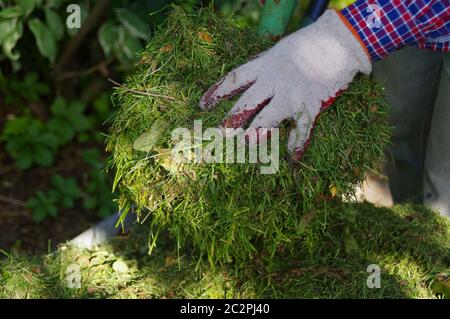 Der Gärtner wirft Heu mit Gabeln in die Hände. Frisch geschnittenes grünes Gras. Gartengeräte in der Hand. Pflege des Hausgartens. Stockfoto