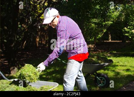 Der Gärtner wirft Heu mit Gabeln in die Hände. Frisch geschnittenes grünes Gras. Gartengeräte in der Hand. Pflege des Hausgartens. Stockfoto