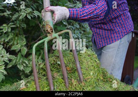 Der Gärtner wirft Heu mit Gabeln in die Hände. Frisch geschnittenes grünes Gras. Gartengeräte in der Hand. Pflege des Hausgartens. Stockfoto