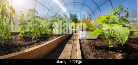 Tomatensämlinge, die im Boden im Gewächshaus wachsen Stockfoto