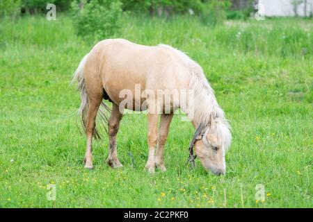 Goldenes Pferd grast auf einem Feld auf grünem Gras. Stockfoto