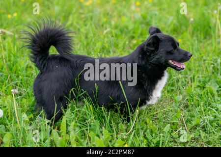 Schwarzer reinrassige Hund auf dem Feld auf dem Gras. Stockfoto