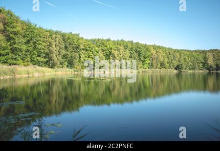 Wald am See Stockfoto