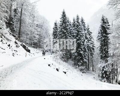 Hallstatt Trekking Winterschnee in der Berglandschaft und der Kiefernwald senkrecht im Hochtal führt zum alten Salzbergwerk Hallstatt, aus Stockfoto