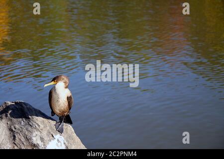 Der schlafende Vogel auf einem Felsen im Teich Stockfoto