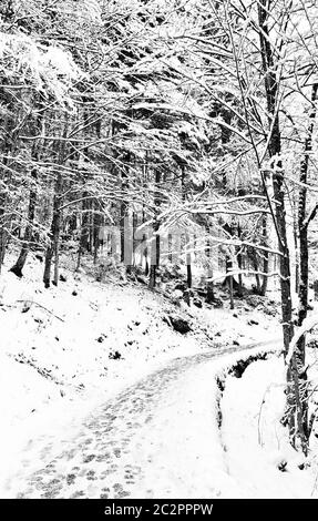 Monochromer Gehweg Wandern epische Berg Outdoor-Abenteuer zum alten Salzbergwerk von Hallstatt vorbei an den Kiefernwald und Winter Schnee Berglandschaft ou Stockfoto