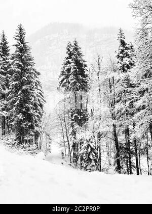 Einfarbig Hallstatt Trekking Winterschnee in der Berglandschaft und der Kiefernwald senkrecht im Hochtal führt zum alten Salzbergwerk Hal Stockfoto