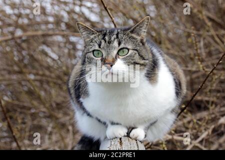 Eine hübsche kleine braun-weiße Katze auf einem Holzzaun. Stockfoto