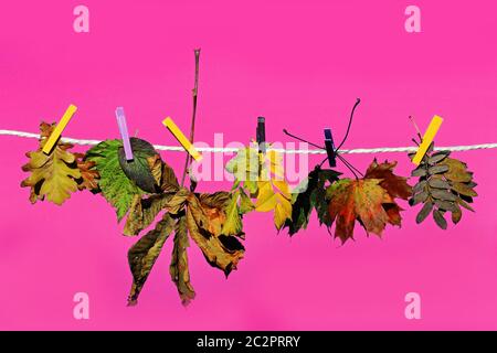 Farbenfrohe Herbstblätter auf einer Wäscheleine vor einem rosa Hintergrund Stockfoto