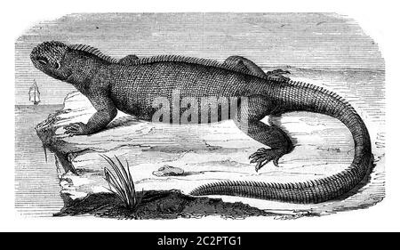 Amblyrhynchus cristatus, Illustration mit Weinlese. Magasin Pittoresque 1847. Stockfoto