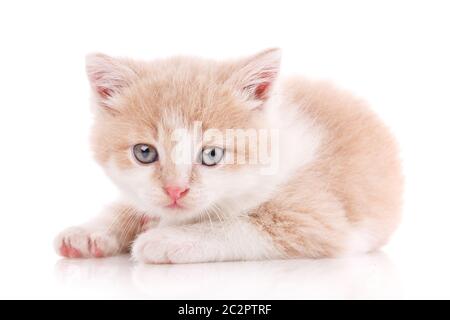 Katze ist auf weißem isoliert. Pet. Ein wahrer Freund. Cute Kitty Stockfoto