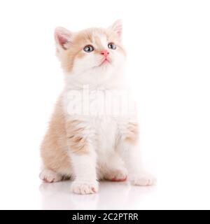 Katze ist auf weißem isoliert. Pet. Ein wahrer Freund. Cute Kitty Stockfoto