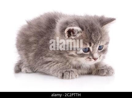 Graues Kätzchen auf weißem Hintergrund. Umweltforschung. Stockfoto