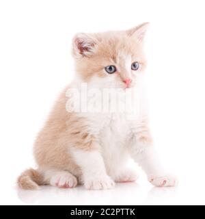 Katze ist auf weißem isoliert. Pet. Ein wahrer Freund. Cute Kitty Stockfoto