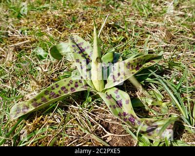 Blattrosette einer frühen Purpurorchidee (Orchis macula) vor dem Fließen Stockfoto