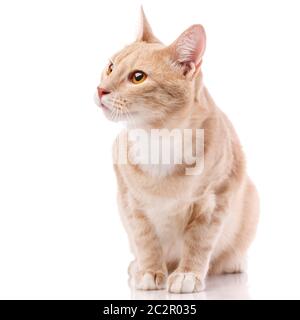 Nahaufnahme orange Katze wegschauen. Isoliert auf weißem Hintergrund Stockfoto