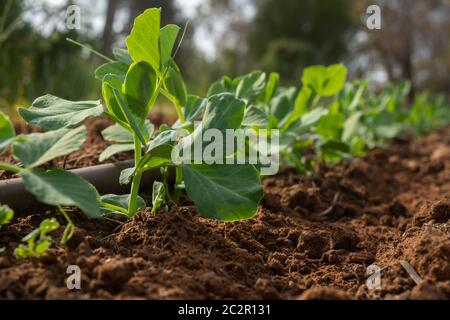 Eine bewässerte Linie von Schneepfeifen Pflanzen, Sorte Oregon Sugar Pod, mit einer Tropfbewässerung Linie wachsen. Fotografiert bei Mildura, Australien. Stockfoto