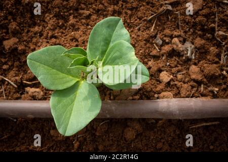 Blick auf eine winzige Broad Bean Pflanze, Sorte Aquadulce. Braune Tropffleine auf dem Foto versorgt die Pflanze während der Wachstumsperioden mit Wasser Stockfoto