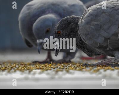 Tauben, die Körner fressen, Nahaufnahme mit einer geringen Tiefenschärfe Stockfoto