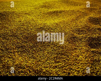 Malz für die Bierherstellung, Brauerei Stockfoto