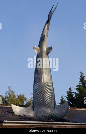 Der Headington Shark, ein großer Hai, der Kopf zuerst in das Dach eingebettet wurde, wurde am 41. Jahrestag des Abwurfs der Atombombe auf Nagasaki errichtet. Stockfoto