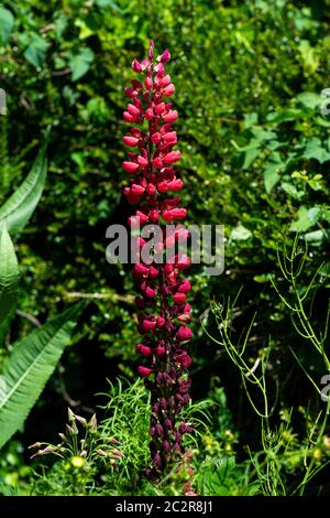 Lupine 'die Seite' (Lupinus 'die Seite') Stockfoto