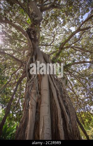 Ficus macrophylla eine Pflanze, die in Gebieten des nördlichen Sizilien verbreitet ist Stockfoto