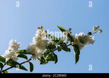 Eine Hummel auf den Blumen einer Deutzia gegen einen blauen Himmel Stockfoto