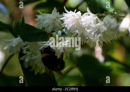 Eine Hummel auf den Blüten einer Deutzia Stockfoto