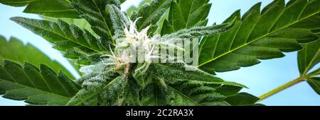 Ein Panorama einer blühenden Cannabisblüte direkt vor der Ernte, mit gelben Stigmen und weißen Trichomen auf den Blättern, einem Nahaufnahme-Makro Stockfoto