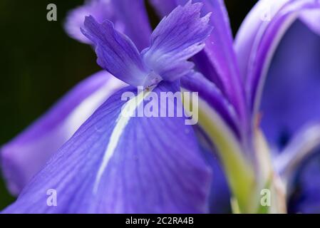 Eine Nahaufnahme der Blüte einer bunten japanischen Iris (Iris laevigata 'Variegata') Stockfoto