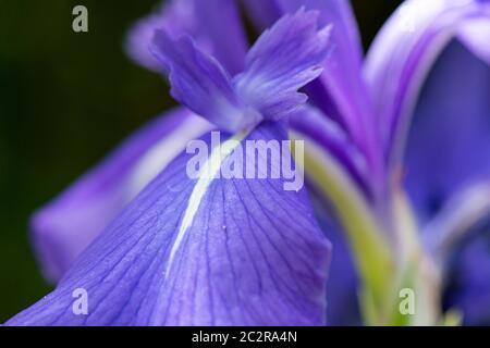 Eine Nahaufnahme der Blüte einer bunten japanischen Iris (Iris laevigata 'Variegata') Stockfoto