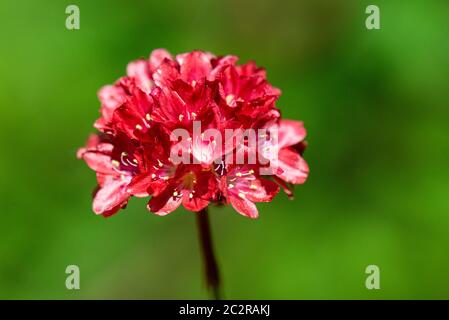 Die Blume einer großen Sparfüße 'Ballerina Red' (Armeria pseudarmeria 'Ballerina Red') Stockfoto