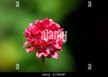 Die Blume einer großen Sparfüße 'Ballerina Red' (Armeria pseudarmeria 'Ballerina Red') Stockfoto