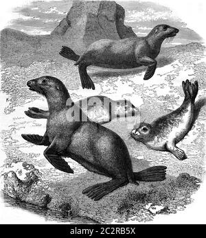 Robben und Seelöwen zoologischer Garten der Akklimatisierung, der Bois de Boulogne, Vintage gravierte Illustration. Magasin Pittoresque 1876. Stockfoto